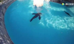 海豚表演视频,揭秘海豚表演的奇妙瞬间